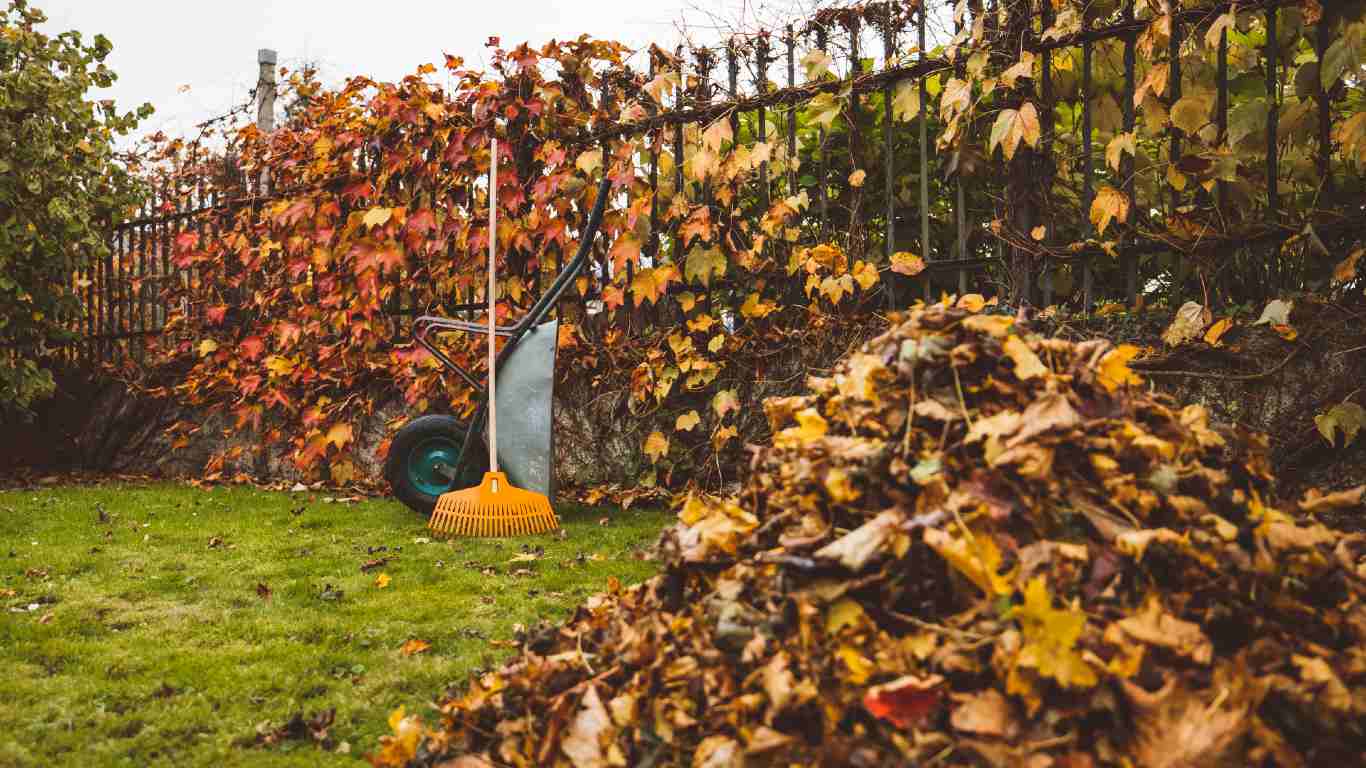 Pile of leaves in garden with rake and wheelbarrow nearby